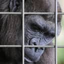 Headshot of a gorilla behind grid