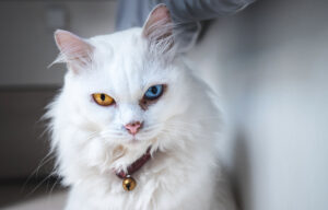 10 Useful Cat Idioms in English