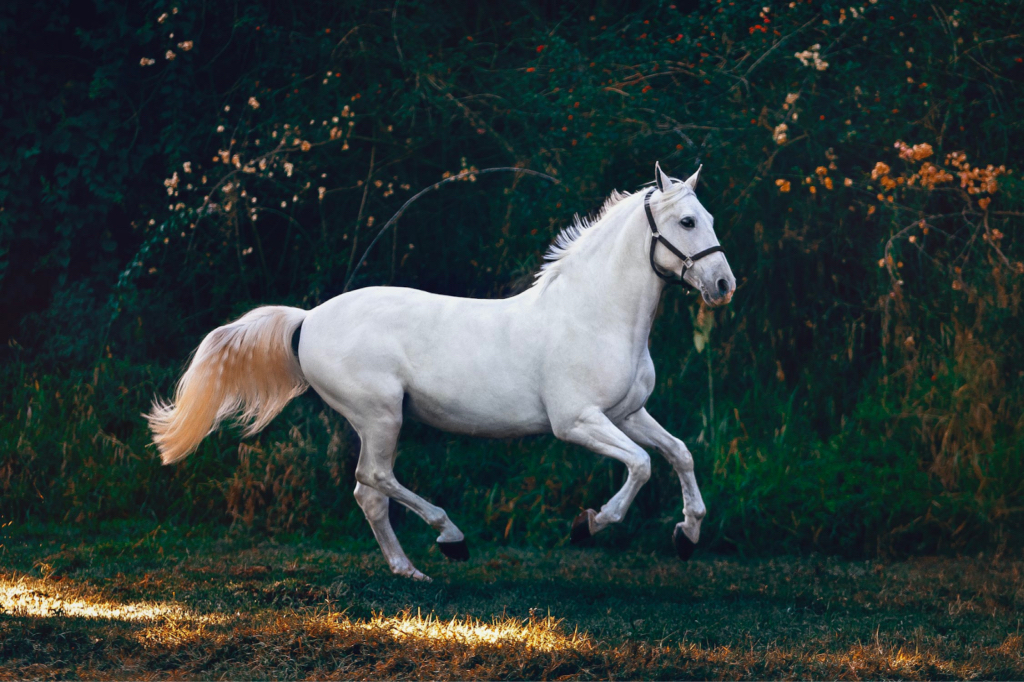 A white horse trotting through a field