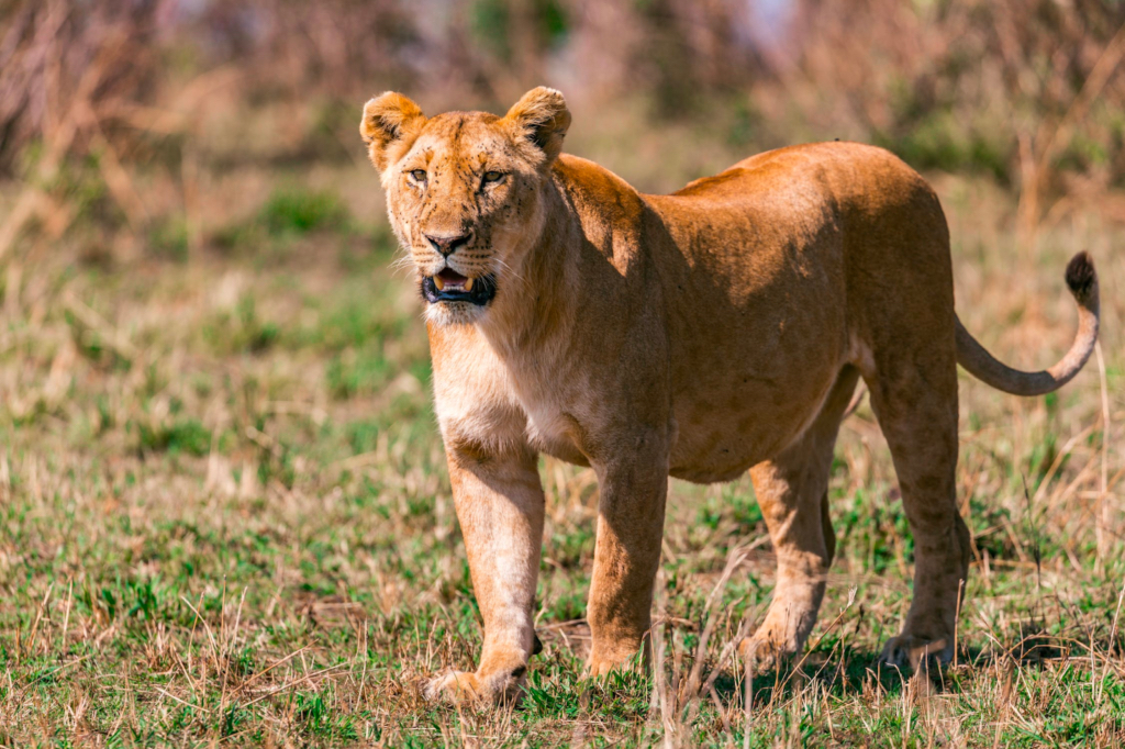 A lion standing in a field and lashing its tail