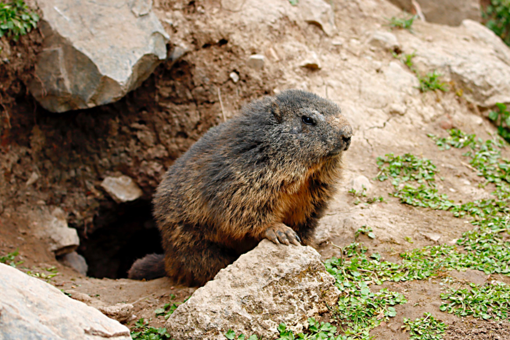 A small animal resting from burrowing a hole in the ground