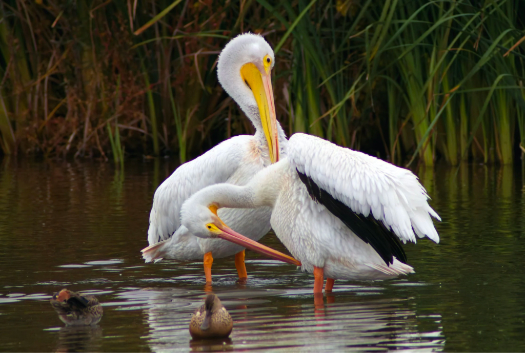 Several birds preening themselves in shallow water