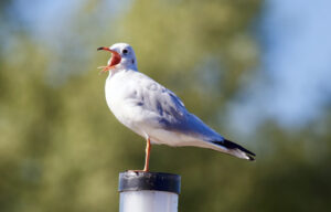 English Verbs for Animal Sounds and Actions